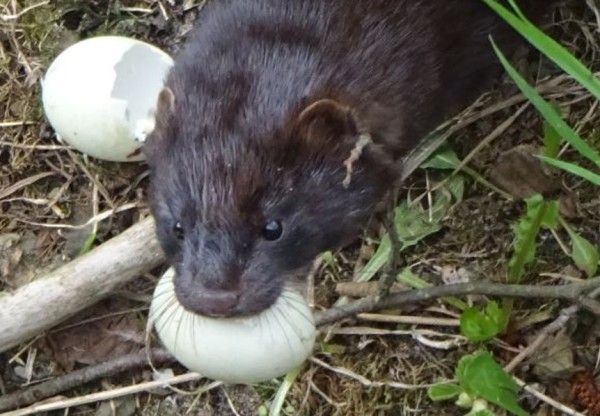 Inwentaryzacja drobnych ssaków