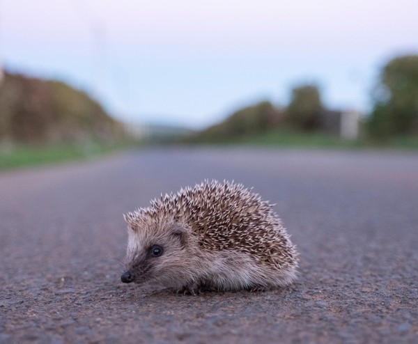 W jaki sposób możemy pomóc jeżom w potrzebie?