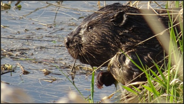 Podpisanie umów na realizację monitoringu przyrodniczego w obszarach Natura 2000